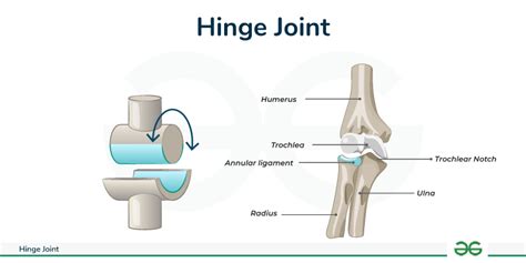 屈戌關節|屈戍關節/鉸鏈關節/樞紐關節(Hinge joint)